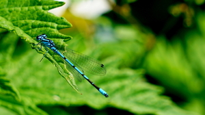 Libelle-Lantaarntje-6-6-18