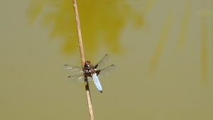 Libelle-Platbuik-19-5-2020