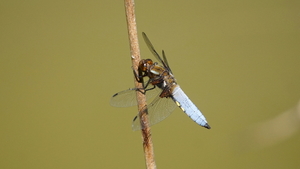 Libelle-Platbuik-19-5-2020