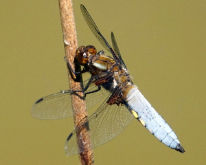 Libelle Platbuik