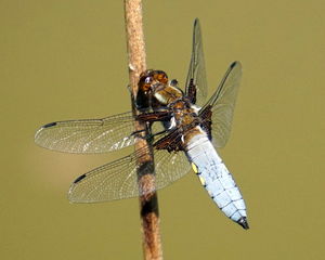 Platbuik