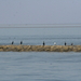 Aalschovers