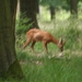 Kleine ree