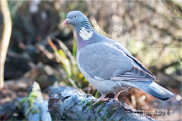 sized_IMG_3564-bewerkt-2-bewerkt kopie