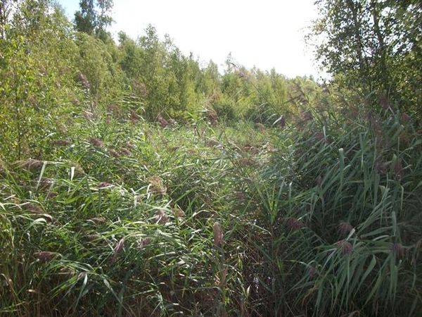 054-Terhaagse natuurgebied v.150ha groot