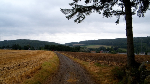 marche adeps wandeling arbre wallonie