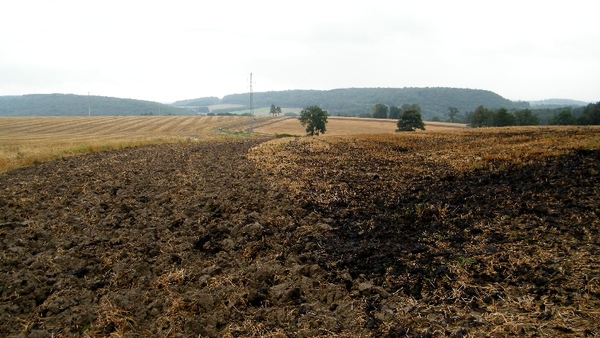 marche adeps wandeling arbre wallonie
