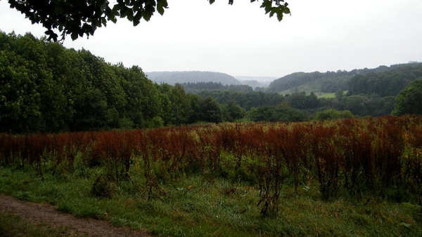 marche adeps wandeling arbre wallonie