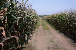 Wandelen in Zoersel 041