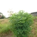 2012-08-21 Erembodegem 001