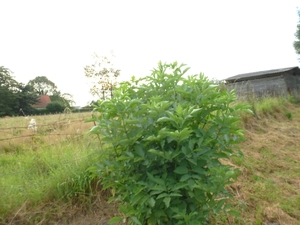 2012-08-21 Erembodegem 001