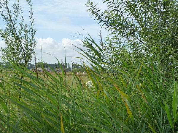 2012-08-22 Oostduinkerke 027