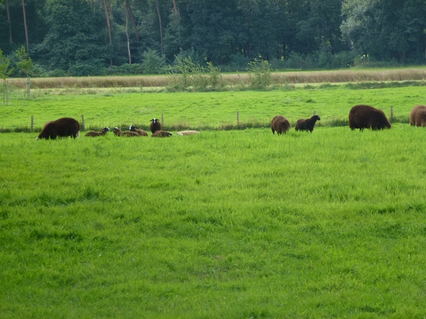 2012-08-25 Ieper 023