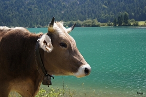 heiterwangsee-plansee