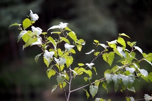 Groen blaadje