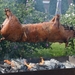 BBQ Buekers 2012 001