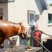 BBQ Buekers 2012 023