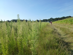 2012-08-29 Sint-Denijs-Westrem 004