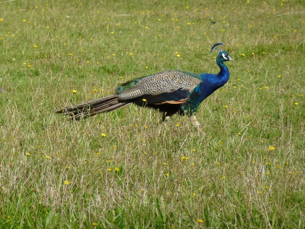 2012-08-29 Sint-Denijs-Westrem 011