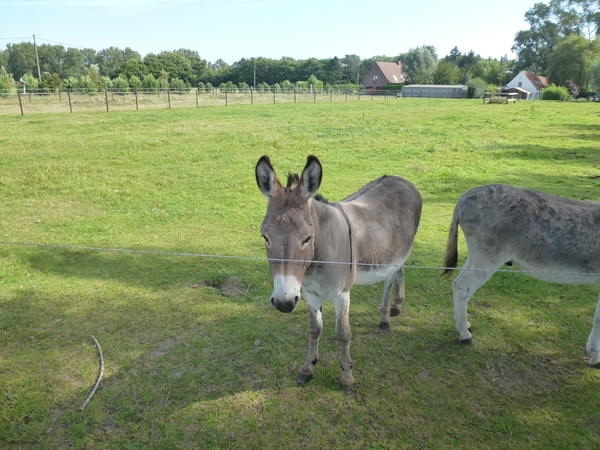 2012-08-29 Sint-Denijs-Westrem 012