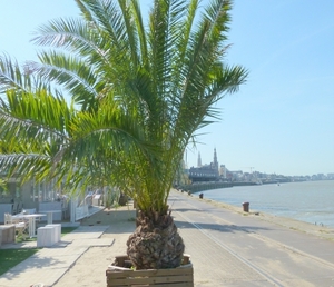 Tropische Scheldekaaien