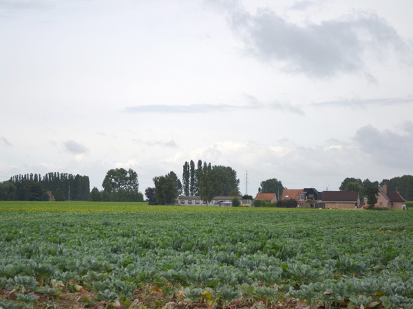 landschap
