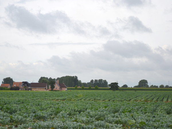 landschap