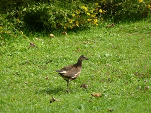 2012-09-02 Merelbeke 017