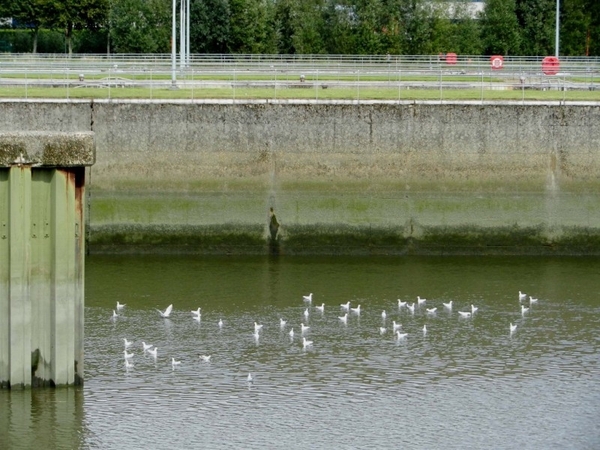 20120902.Merelbeke(PWC) 021