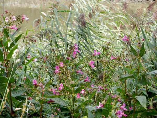 20120902.Merelbeke(PWC) 031(1)