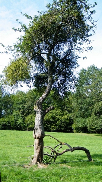 marche adeps wandeling Doische wallonie