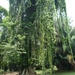 1B Bogor, Kebun Raya, botanische tuin _P1130572
