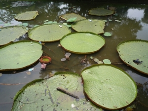 1B Bogor, Kebun Raya, botanische tuin _P1130589