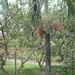 1B Bogor, omg. botanische tuin _P1130603