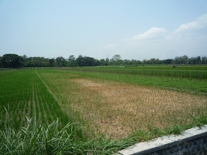 1K Jogjakarta, Desa fietstocht, rijstveld _P1130985