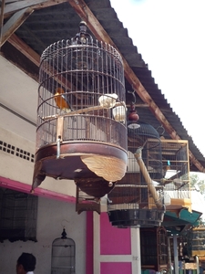 1P Malang, vogelmarkt _P1140137