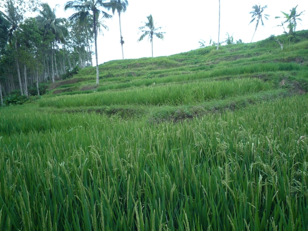 1U Kalibaru, plantage 'grote tuin Krikilan' _P1140289