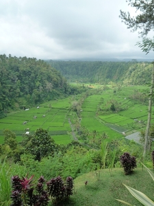 2N Rendang, rijstterrassen met Mount Agung in achtergrond _P11406