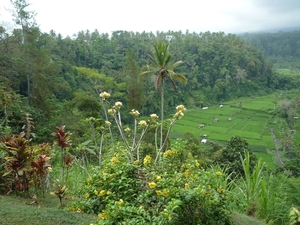2N Rendang, rijstterrassen met Mount Agung in achtergrond _P11406