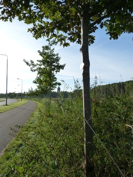 012-Langs Axelse kreken naar de dijk