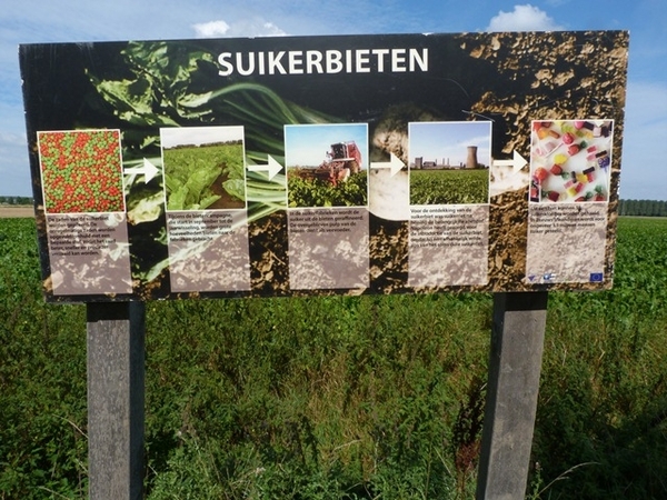 063-Velden met suikerbieten