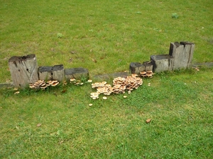 121020 MALDEGEM 005
