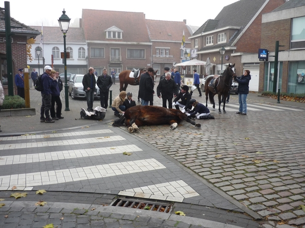 121111 BASSEVELDE PAARD DOODGEVALLEN