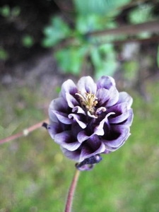 Aquilegia