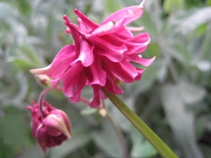 Aquilegia