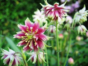 Aquilegia