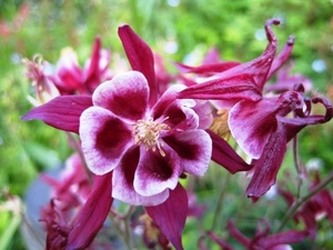 Aquilegia