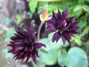 Aquilegia