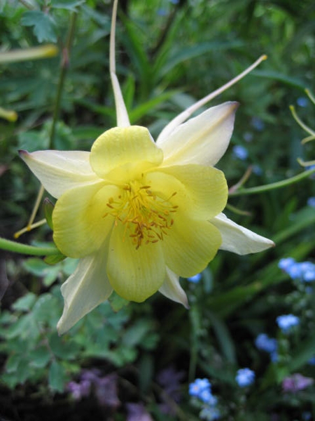 Aquilegia