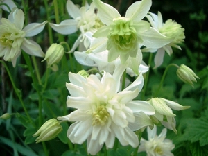 Aquilegia Green Apple